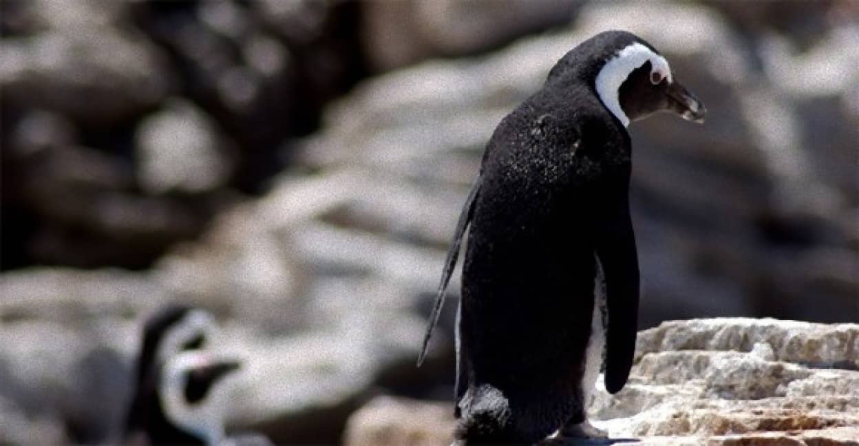 記録的な長雨で動物園のペンギンがウツ状態に 抗うつ剤を投与 英水族館 カラパイア