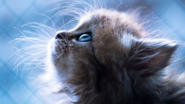 クール ビューティー 世界一の美猫 と話題のデイジーさんの画像集を見て みんなでとろけよう カラパイア