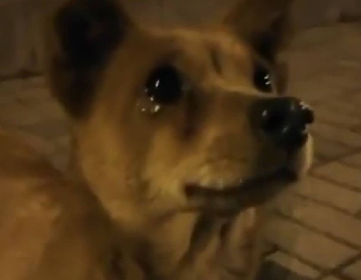 やさしくされたから 野良犬が涙を浮かべているように見える映像が話題に カラパイア