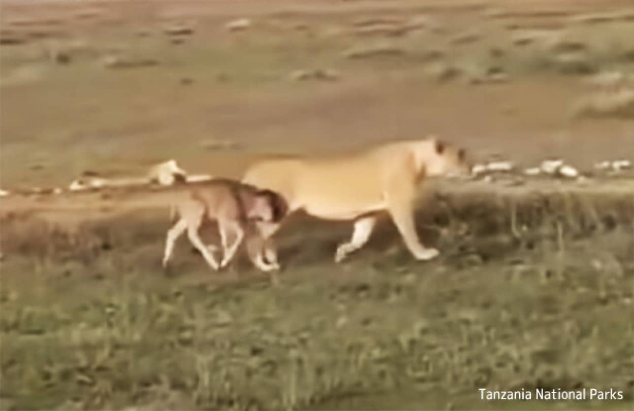 母性本能が狩猟本能を越えた時。ライオンがヌーの子供と寄り添いながら歩く姿が目撃される