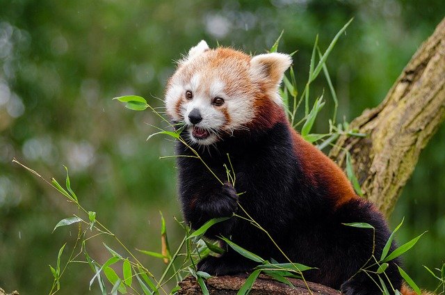 red-panda-1182079_640