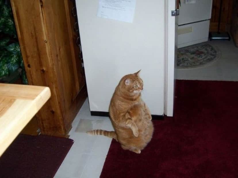 standing-cats14_e