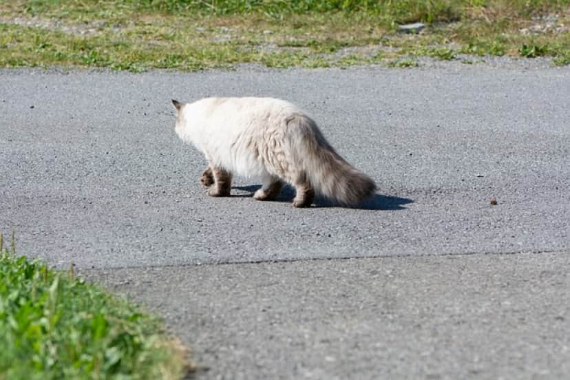 隣人の16歳少年にペットシッターを頼んだら猫を逃がしてしまった 支払いはするべき カラパイア