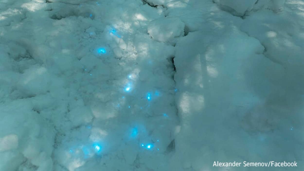 ロシアで雪が光る現象
