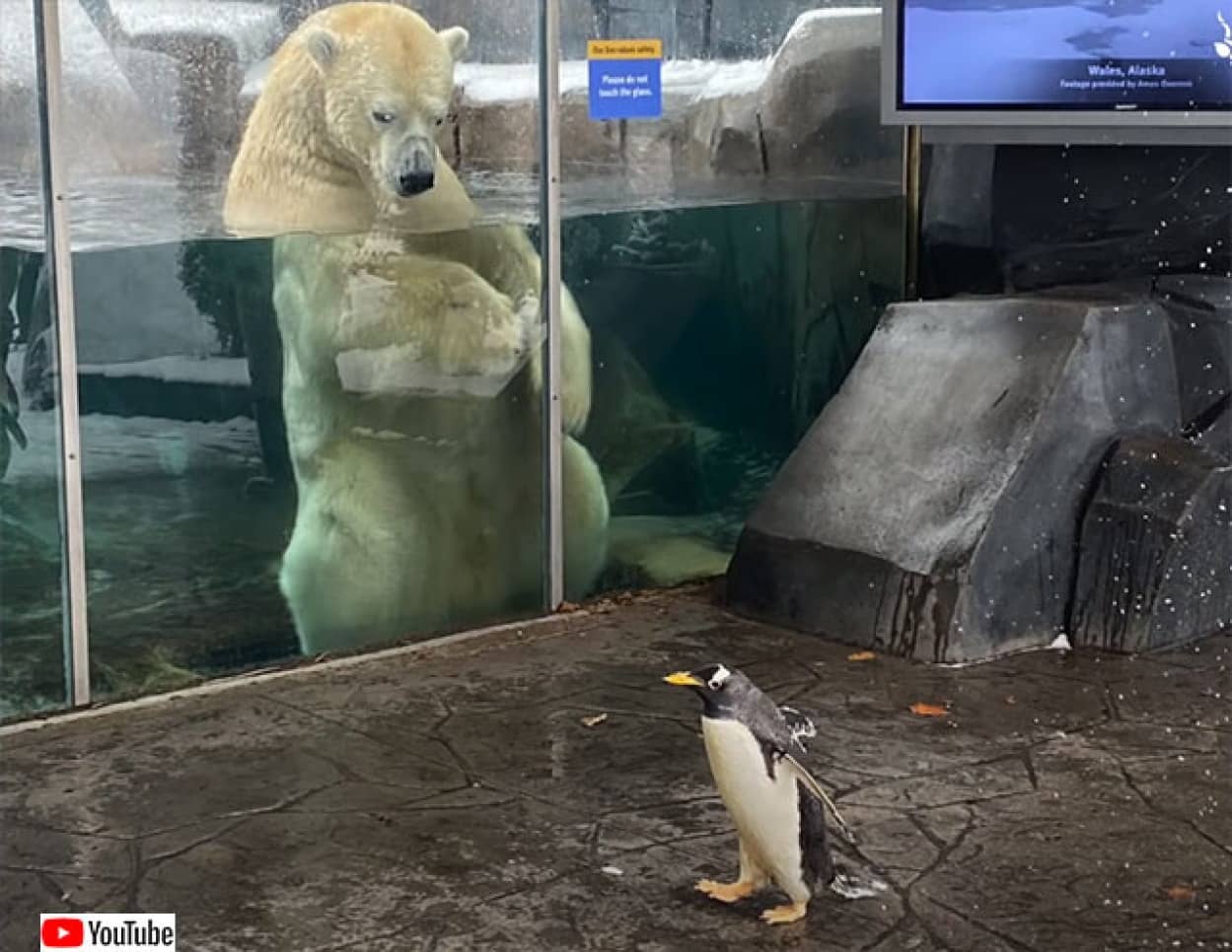 動物園のペンギンたちが ホッキョクグマに会いに行くよ カラパイア