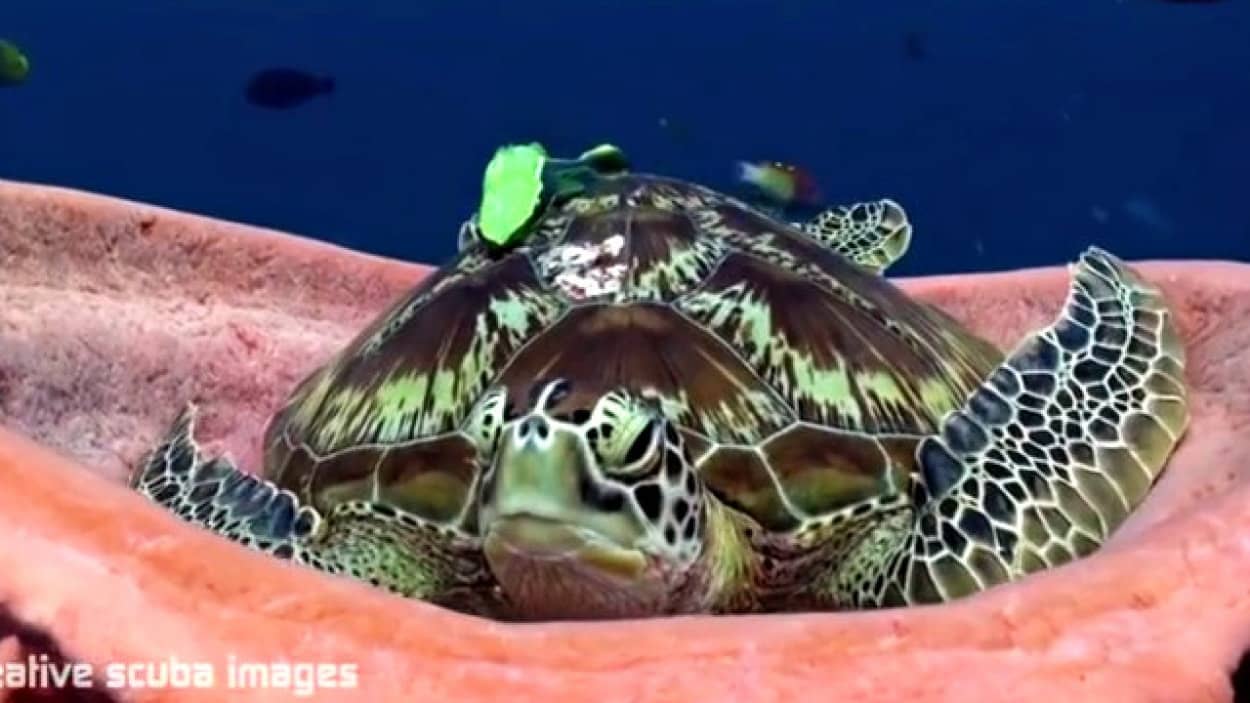 ほら 睡眠の質って大事だからさ 海綿をベッド代わりにするアオウミガメの水中ファンタジー カラパイア