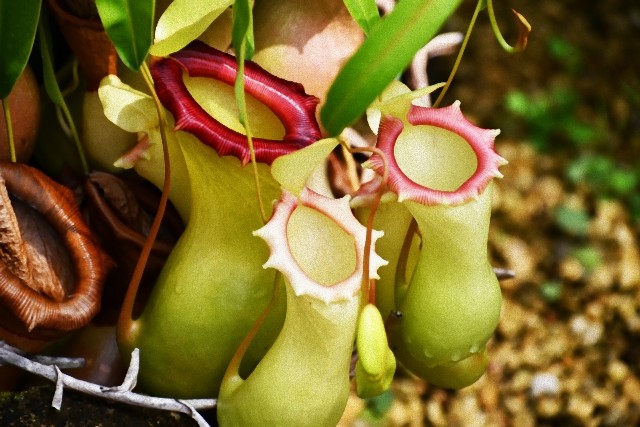 食虫植物ウツボカズラが動物たちの水洗トイレに！持ちつ持たれつの共存関係の秘密とは
