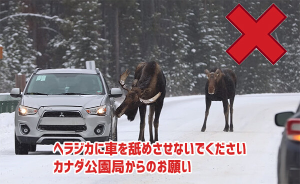ヘラジカに車を舐めさせないでください。カナダ公園局からのお願い