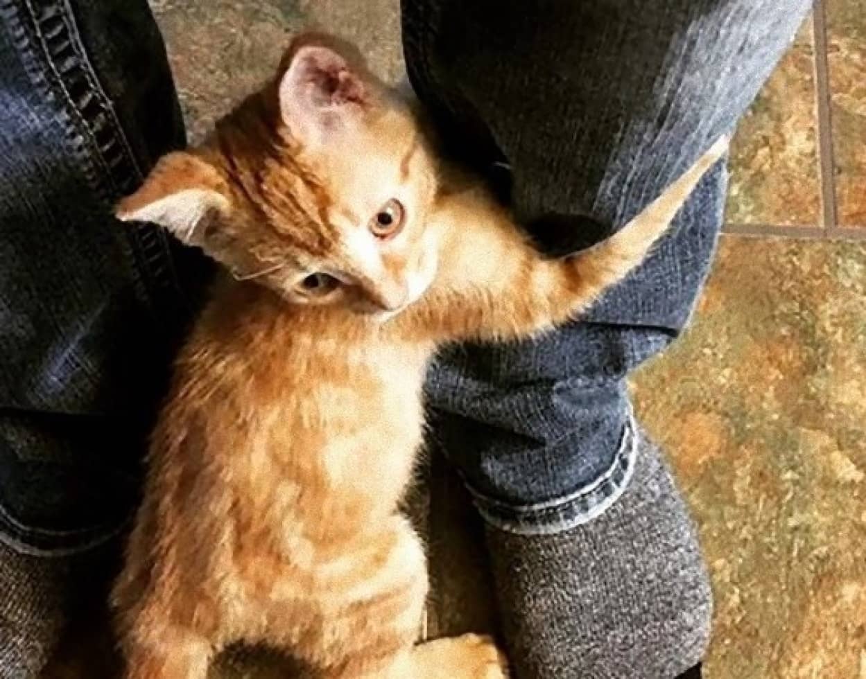 火事で火傷を負った野良の子猫 病院にお見舞いに来た見ず知らずの男性にロックオン そのまま飼い猫に カナダ カラパイア 火事で火傷を負った野良の子猫 病院にお見舞いに来た見ず知らずの男性にロックオン そのまま飼い猫に カナダ カラパイア