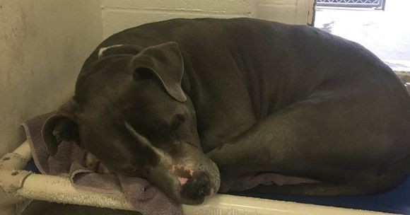 引っ越しで置いて行かれたピットブル シェルターで涙を流しながら飼い主が再び現れるのを待ち続けていた アメリカ カラパイア 引っ越しで置いて行かれたピットブル シェルターで涙を流しながら飼い主が再び現れるのを待ち続けていた アメリカ カラパイア