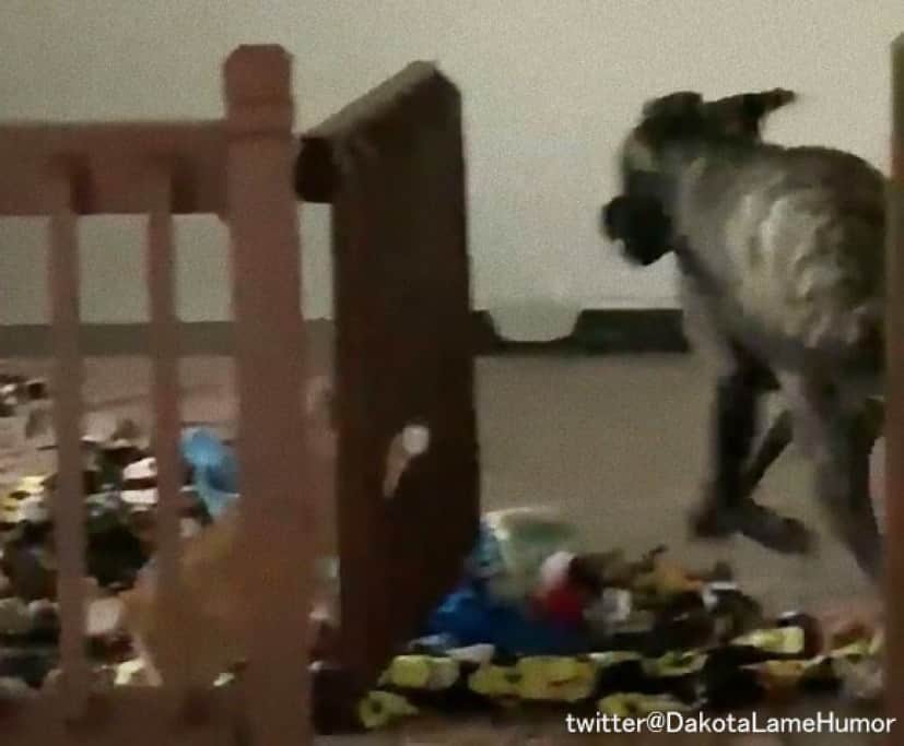 大型犬と猫のコント