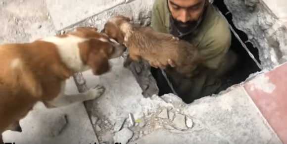 下水道に迷い込んだ子犬5匹を10時間かけて救出。母犬はその場で見守り続け、人間に感謝の気持ちを表す