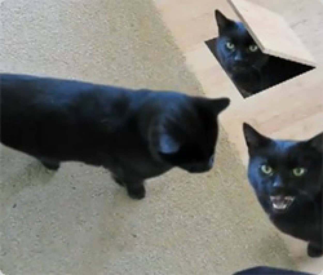 猫が分裂増殖し いよいよおかしくなっていく映像 カラパイア