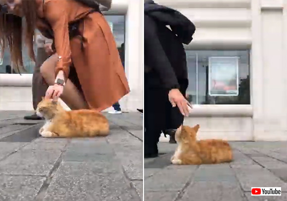 トルコはやっぱ猫の国 イスタンブールの歩道に鎮座する猫と通行人たちの様子を早回しで カラパイア