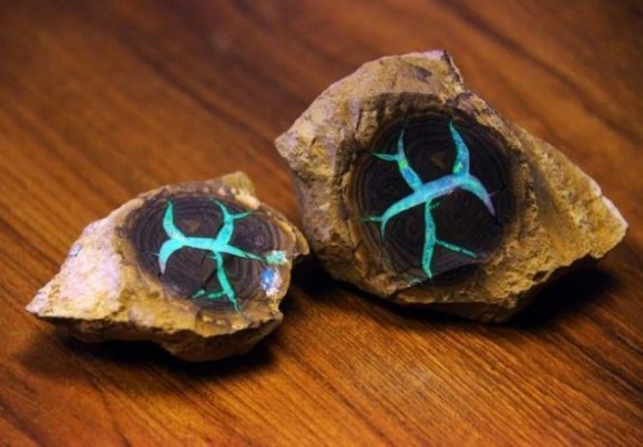 木の化石の中に美しい青緑色のオパールが！貴重な宝石「レインボーツリー」（オーストラリア）