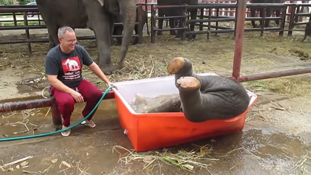 象の赤ちゃんの水遊び大作戦