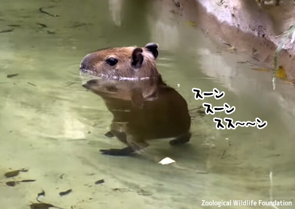 カピバラの赤ちゃんの水中ムーンウォークがかわいすぎるんじゃい！