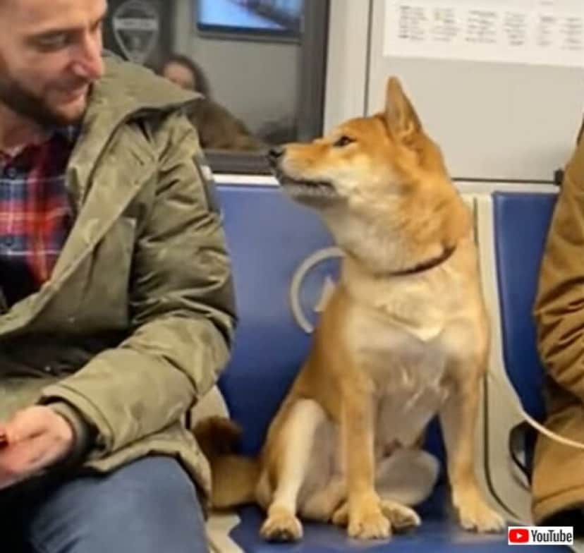 地下鉄の中の柴犬 お兄さん ボクを見て と 隣に座った男性と見つめ合ったら何かが通じ合ったようだ カラパイア 地下鉄の中の柴犬 お兄さん ボクを見て と 隣に座った男性と見つめ合ったら何かが通じ合ったようだ カラパイア