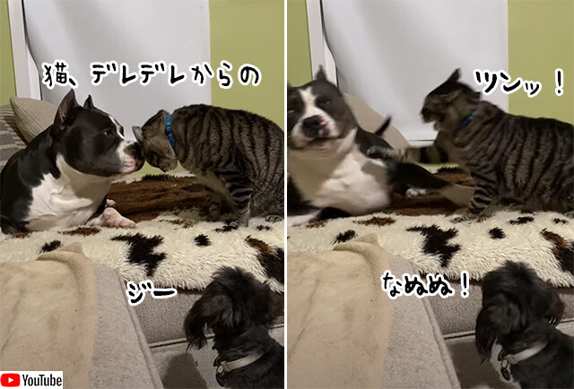 猫さん、そういうところあるから...大きな犬の見張り番としての小型犬