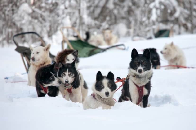現代のそり犬