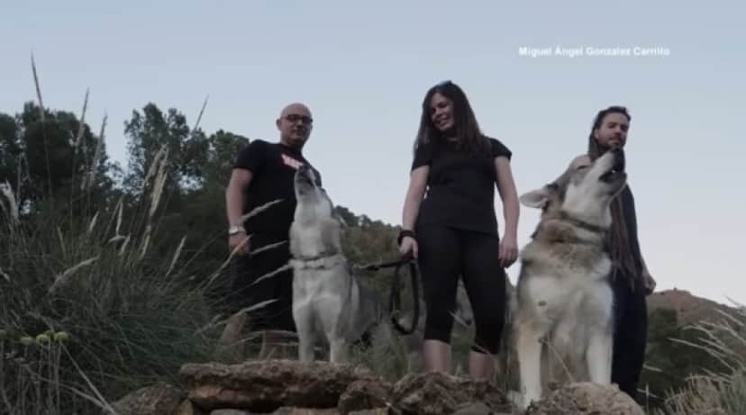 wolf cover_e
