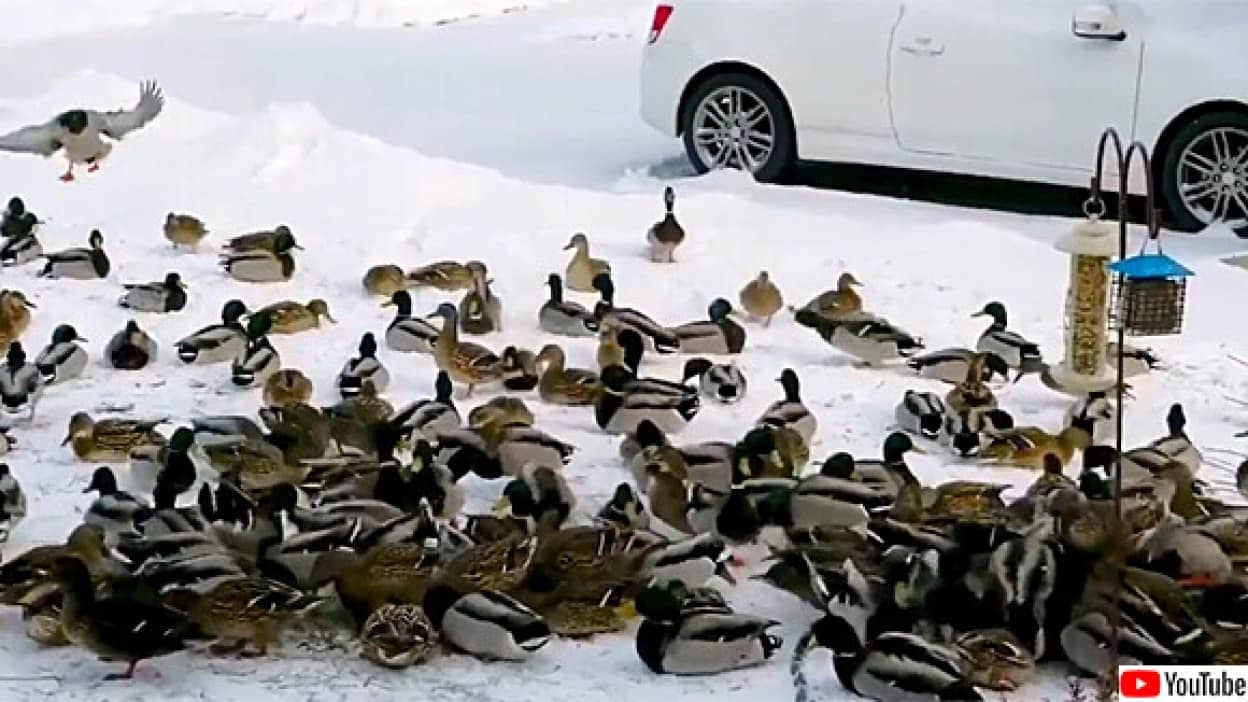 カモが大渋滞