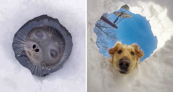 海の犬っていうけれど アザラシとかアシカって犬そっくりだったことがわかる比較画像 カラパイア