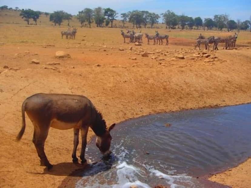 干ばつで水の飲めない野生動物に毎日水を与え続ける男性 ウォーターマン ケニア カラパイア