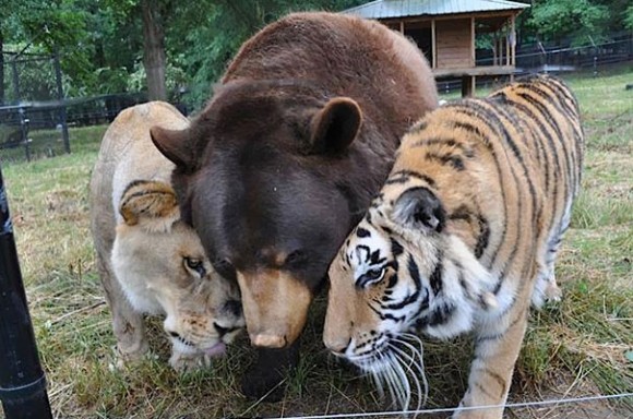 心を溶かす 15組の異種動物たちに芽生えた友情をとらえた素晴らしい写真 カラパイア