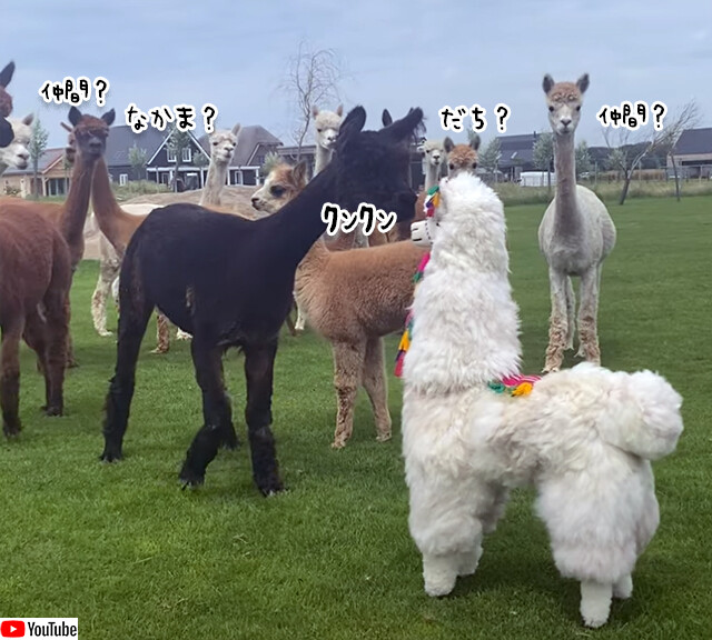 仲間？仲間？アルパカのぬいぐるみに対するアルパカの反応