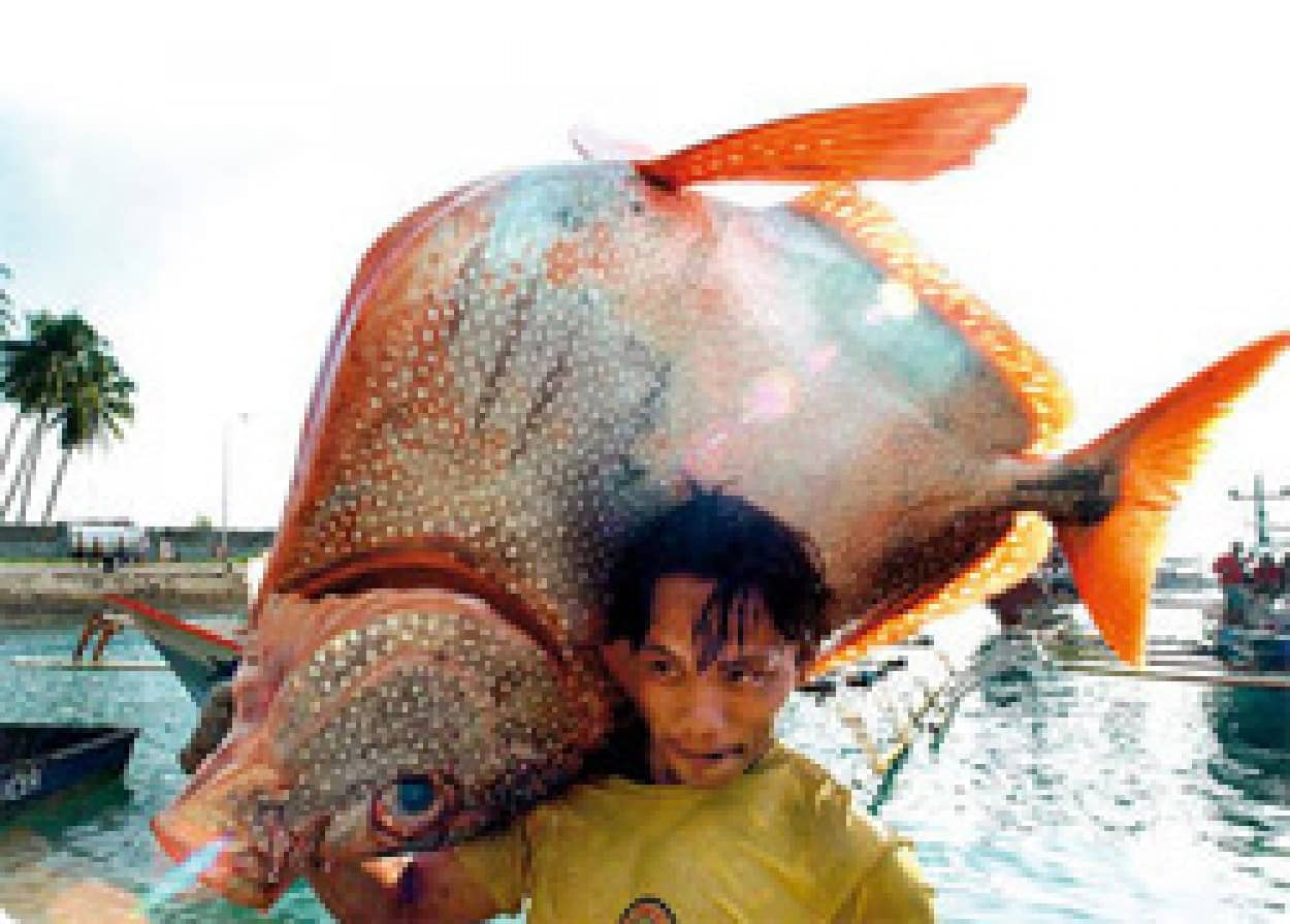 マグロに代わる刺身として注目を集めている巨大深海魚 アカマンボウ カラパイア マグロに代わる刺身として注目を集めている巨大深海魚 アカマンボウ カラパイア
