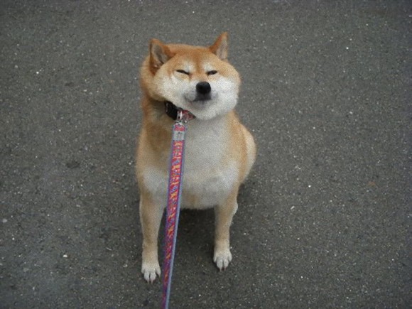 犬だからっていつも散歩がしたいとは限らない 散歩に行きたくない犬たちも面白画像 動画 カラパイア