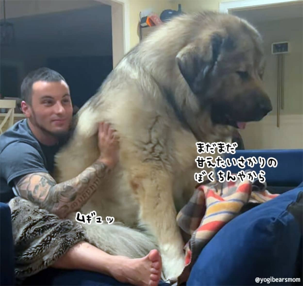 巨大なコーカシアン・シェパード・ドッグが父親の膝に座ろうとする