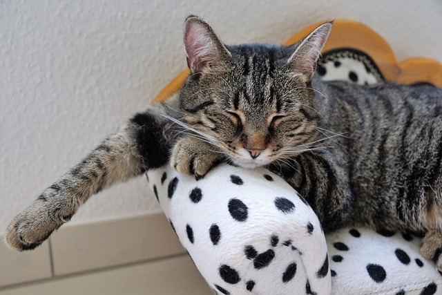 cat-2668562_640