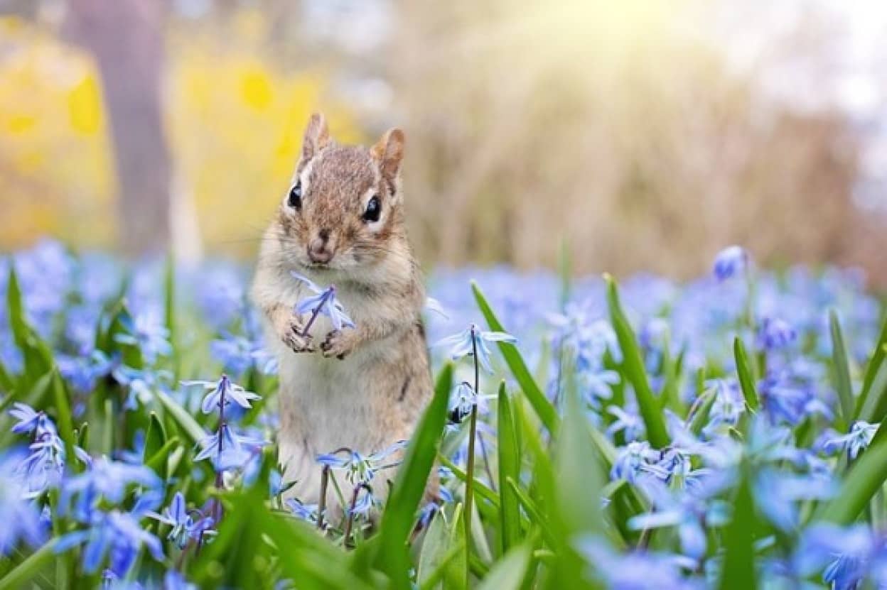 どうして人間は小さくてかわいいものが好きなのか その6つの理由 カラパイア どうして人間は小さくてかわいいものが好きなのか その6つの理由 カラパイア