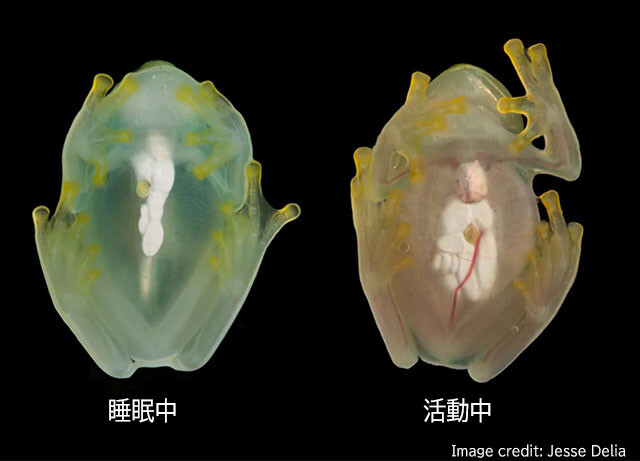 透明なカエル「グラスフロッグ」は、睡眠時に赤血球を肝臓に隠して透明度を上げていた