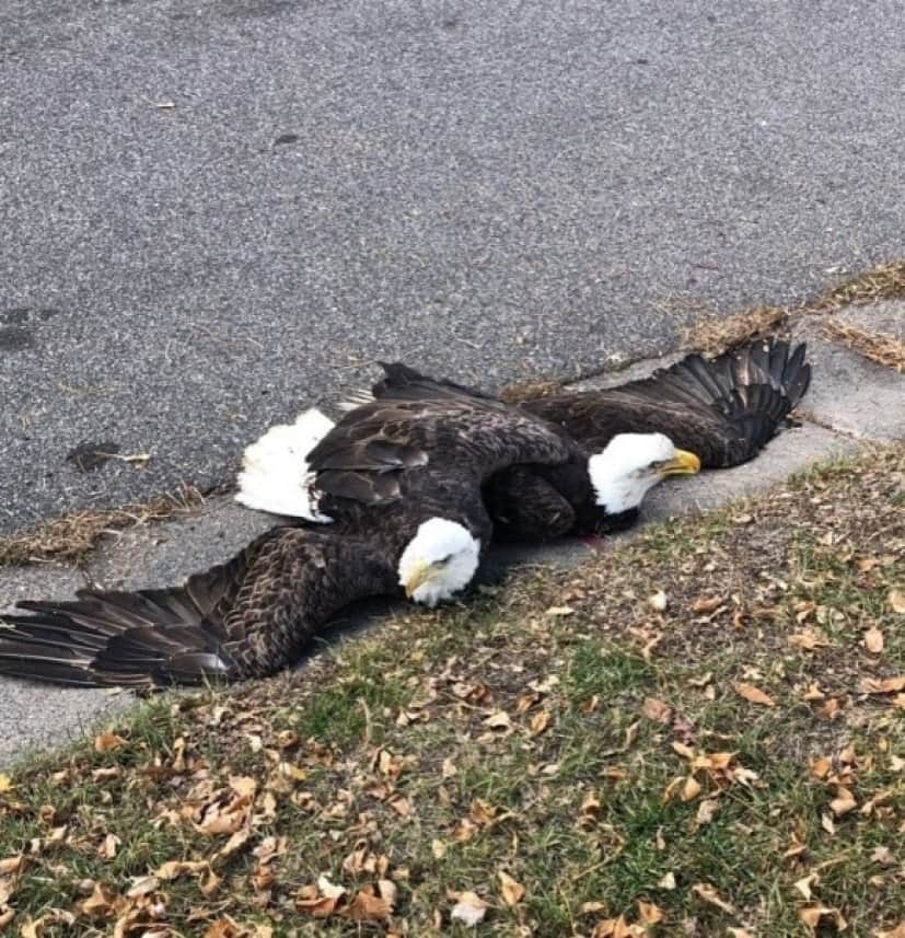 bird_e