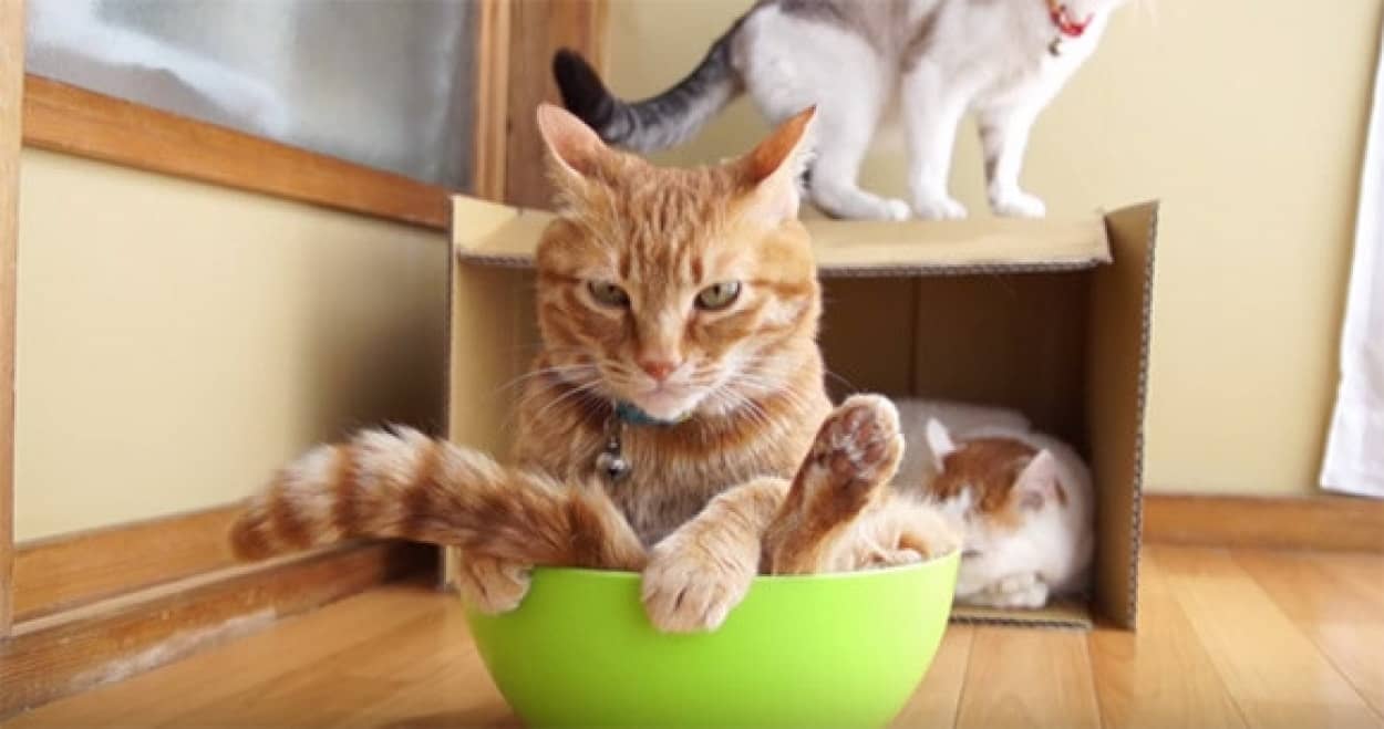 そこにボウルがあるから入る かご猫さん家は今日も平常運転 カラパイア そこにボウルがあるから入る かご猫さん家は今日も平常運転 カラパイア