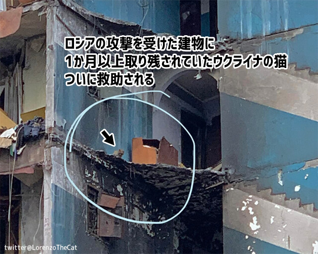 攻撃を受けた建物に1か月取り残されていたウクライナの猫、ついに救出