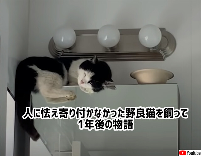 人に怯えてそばに寄せ付けなかった野良猫を家族に。根気強い愛情で1年後、ついに膝に乗ってくるほど距離が縮まる