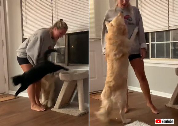 犬の焼きもちがすごい 猫をかまうと毎回自分に注意を向けようとするゴールデン カラパイア 犬の焼きもちがすごい 猫をかまうと毎回自分に注意を向けようとするゴールデン カラパイア