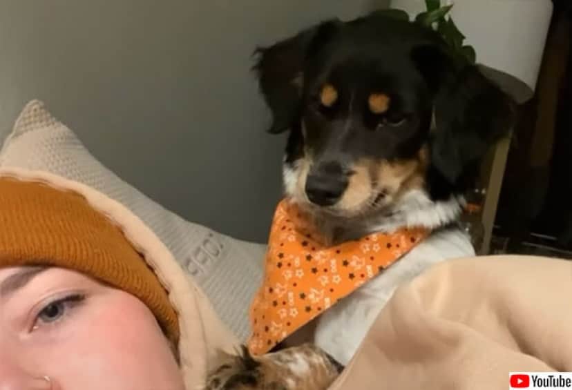 キスしたのに飼い主に無視された犬 ブチキレ カラパイア