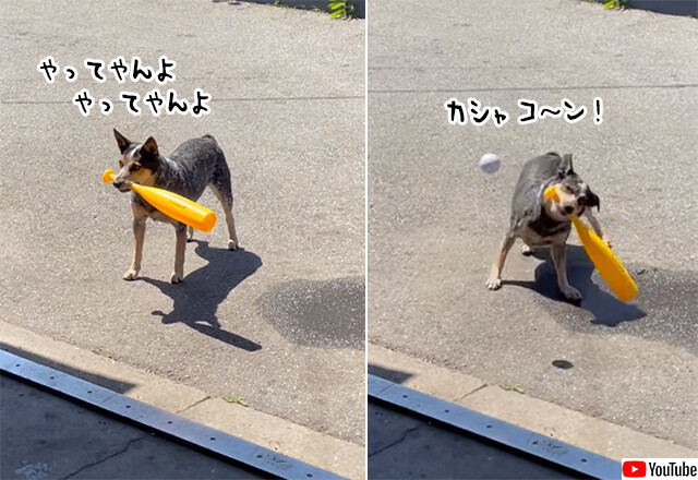 キャッチだけやない、バッターもできるんやで～な犬