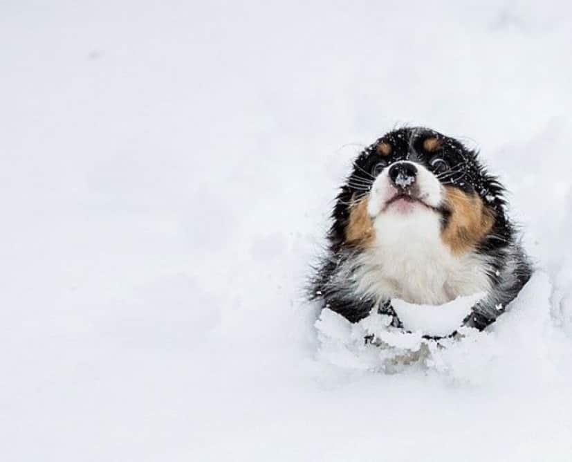 funny-animals-first-snow-cats-dogs7_e