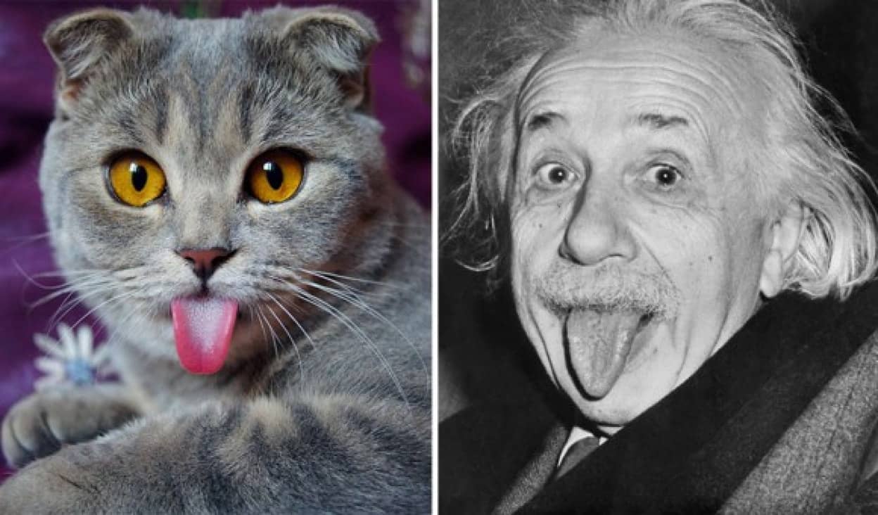 カメラを向けると舌を出す アインシュタインな舌長猫のメリッサのフォトジェニックな写真 カラパイア