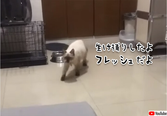 猫はとんでもないものを生け捕りして飼い主にプレゼントしました（G出演中）