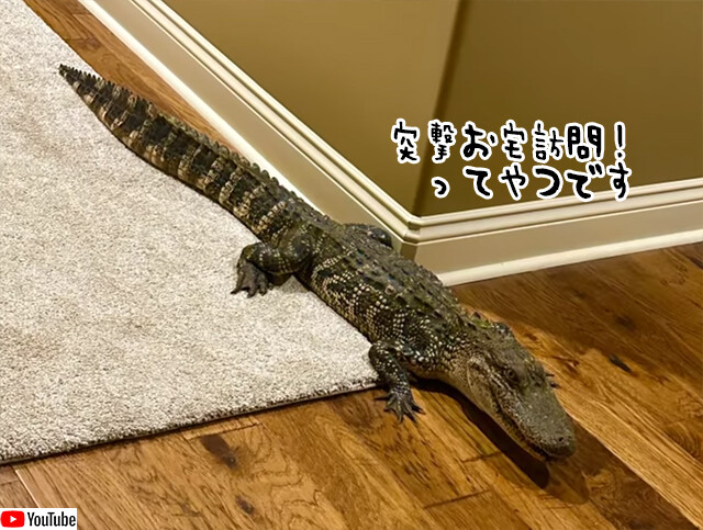 犬用ドアからワニが家の中に侵入。引っ越し早々招かれざる客が！