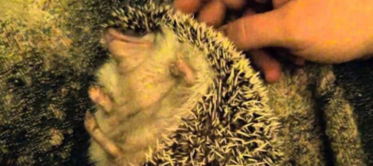 背中をこちょこちょされると防御態勢が解除されてしまうハリネズミ カラパイア