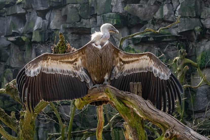 nature-3325586_640