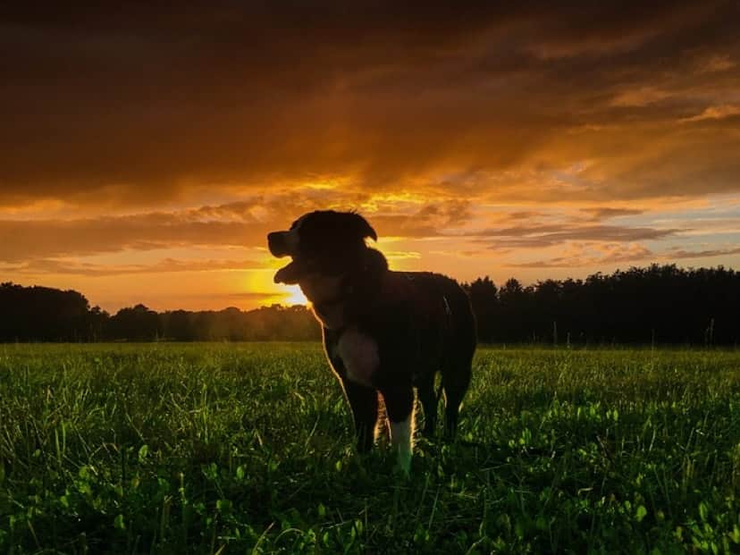 dog-2053238_640